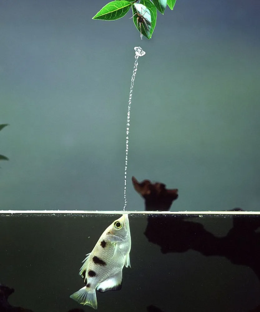 The Archerfish