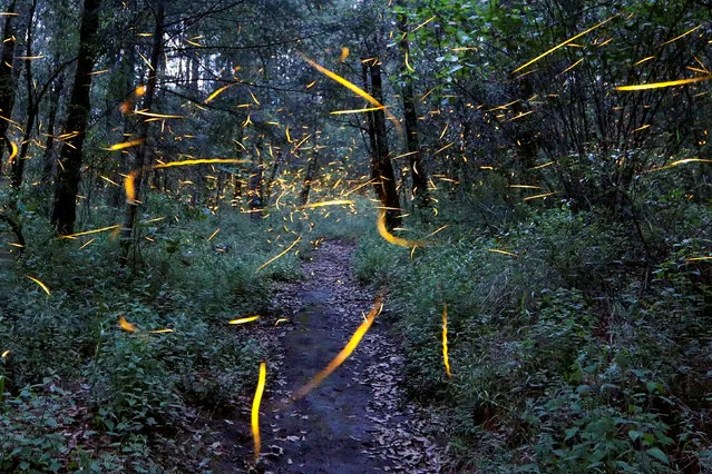 Fireflies seeking mates light up in synchronised bursts inside a forest at Santa Clara sanctuary near the town of Nanacamilpa, Tlaxcala state, Mexico, July 24, 2017. (Photo by Edgard Garrido/Reuters)