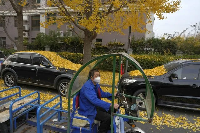 A worker wearing a mask to curb coronavirus spread, passes autumn leaves in Beijing, Tuesday, November 22, 2022. (Photo by Ng Han Guan/AP Photo)