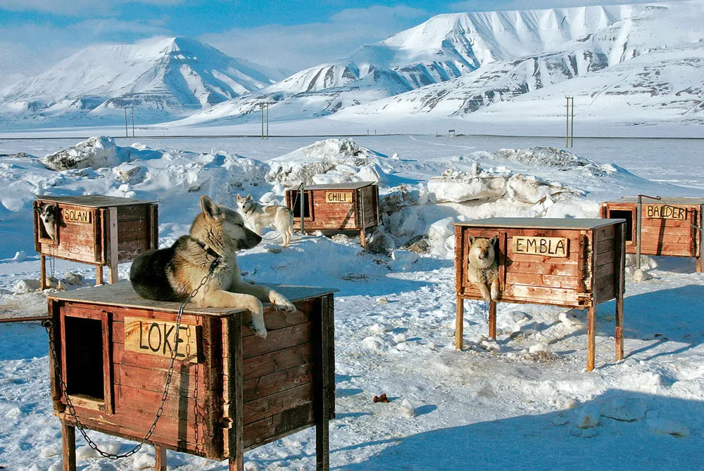Arctic Dog Houses