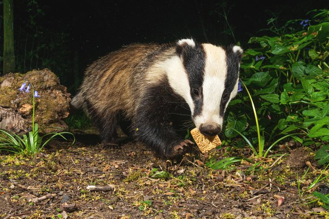 The treat of a custard cream lures one of the orphaned badgers released last summer in a private Shropshire woodland, UK in front of Richard Bowler’s camera in the second decade of May 2025. However, the photographer admits: “It’s not something that should be fed to them on a regular basis”. (Photo by Richard Bowler/Solent News & Photo Agency)