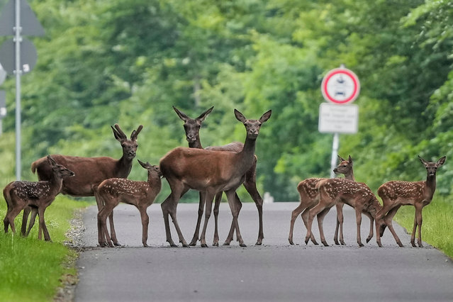 Red deer and their offsprings cross a road in a forest of the Taunus region near Frankfurt, Germany, Saturday, June 7, 2025. (Photo by Michael Probst/AP Photo)