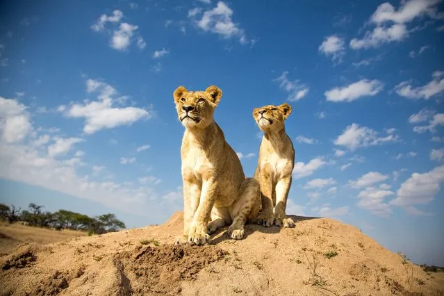 Two 18-month old lion cubs are seen at the Antelope Park, in Gweru, Zimbabwe, November 8, 2014. Lion walk was introduced to Antelope Park over a decade ago as part of an on-going conservation program to save African lions, whose population had dropped about 70 percent in the past two decades to estimatedly 320,000. (Photo by Caters News)