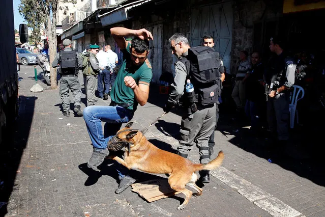 An Israeli police dog sniffs a Palestinian man as a border policeman performs a body search on him near the area following a stabbing attack on two Israeli police officers near Jerusalem's Old City September 19, 2016. (Photo by Ammar Awad/Reuters)