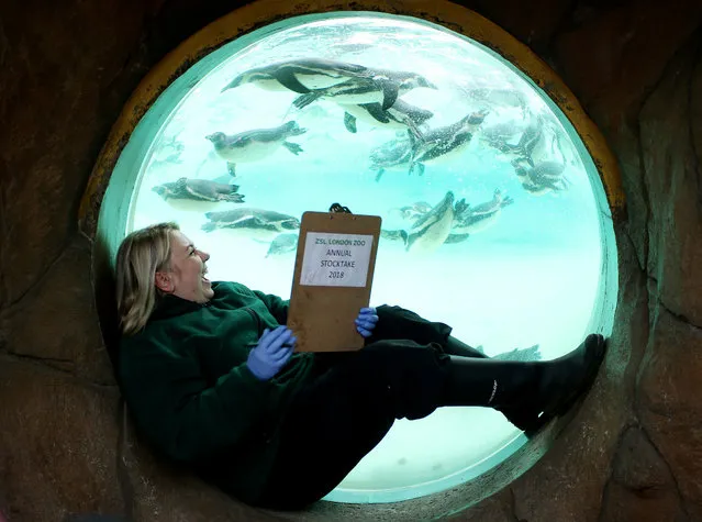 A worker poses next to the penguins enclosure during the Annual Stocktake at ZSL London Zoo in London, Britain February 7, 2018. (Photo by Tom Jacobs/Reuters)