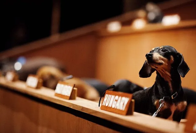Dachshunds sit in their positions for the performance installation “Dachshund UN”, where the dogs were used to mimic a United Nations Commission on Human Rights meeting, in Toronto, February 28, 2013. Australian artist Bennett Miller created the show to question humanity's potential for creating a universal justice system. (Photo by Michelle Siu/The Canadian Press)