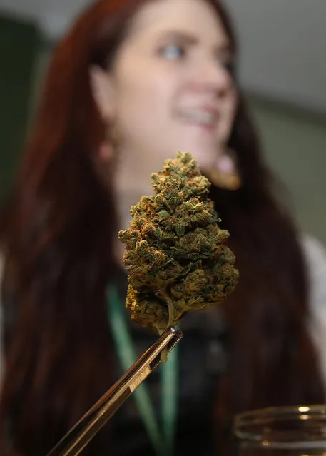 In this photograph taken on Thursday, November 20, 2014, bud tender Emma Attolini displays marijuana bud in shape of Christmas tree on sale for the holiday season in a recreational marijuana shop in northwest Denver. Colorado's nascent marijuana industry has taken aim at cashing in on holiday shoopers with new products while employing sales techniques followed by traditional retailers. (Photo by David Zalubowski/AP Photo)