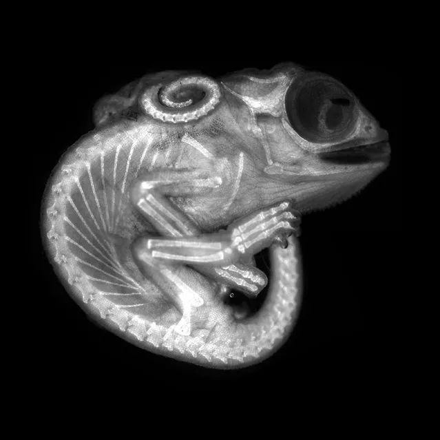 8th Place. Chameleon embryo (autofluorescence). Fluorescence 10X (objective lens magnification). (Photo by Dr Allan Carrillo-Baltodano & David Salamanca/Nikon Small World Photomicrography 2020)