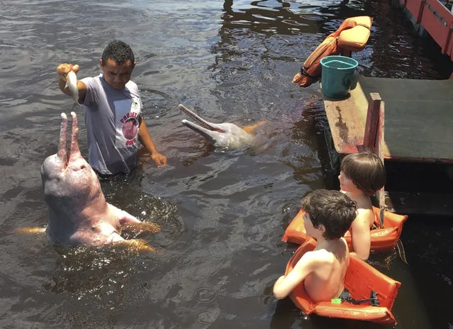 In this October 11, 2017 photo, young tourists look on as a man feeds fish to pink dolphins in the Rio Negro outside of Manaus, Brazil. The dolphins, called “botos”, live in the wild in many areas of the Amazon basin and are a popular tourist attraction. (Photo by Peter Prengaman/AP Photo)