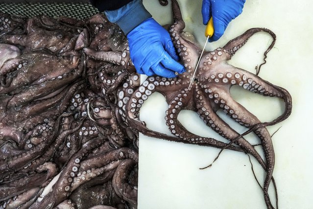 A worker removes an octopus' beak at the Frigorificos Arcos SL factory in O Carballino, Spain, June 25, 2025. (Photo by Annika Hammerschlag/AP Photo)