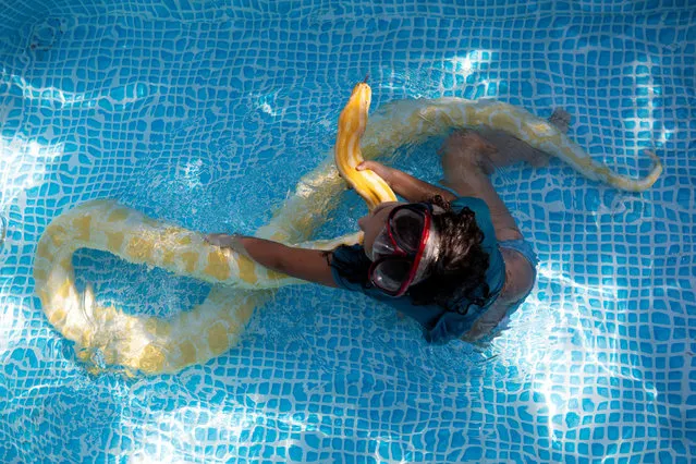 Inbar Regev, an eight-year-old Israeli girl, touches her pet python while swimming in her backyard pool in Ge'a, southern Israel on October 7, 2020. (Photo by Amir Cohen/Reuters)