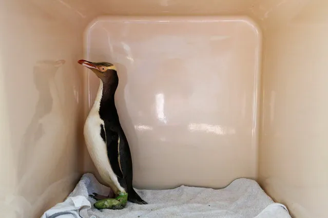 A yellow-eyed penguin recovers after a foot operation at the Dunedin Wildlife Hospital, based at Otago Polytechnic on the South Island of New Zealand. Numbers of the threatened penguin species continue to decline despite the work of conservation groups. (Photo by Murdo Macleod/The Guardian)