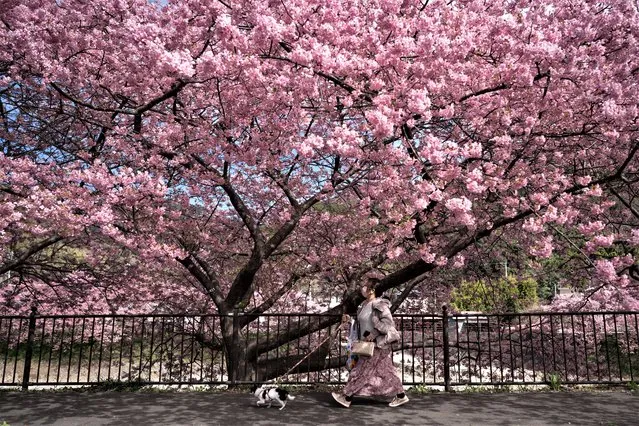 A woman walks with a dog under Kawazu-zakura cherry trees in bloom on February 20, 2023 in Kawazu, Japan. In the small town on the east coast of the Izu Peninsula, a type of cherry blossom that begins to flower two months earlier than the normal type of cherry will be in full bloom at the end of February. (Photo by Tomohiro Ohsumi/Getty Images)