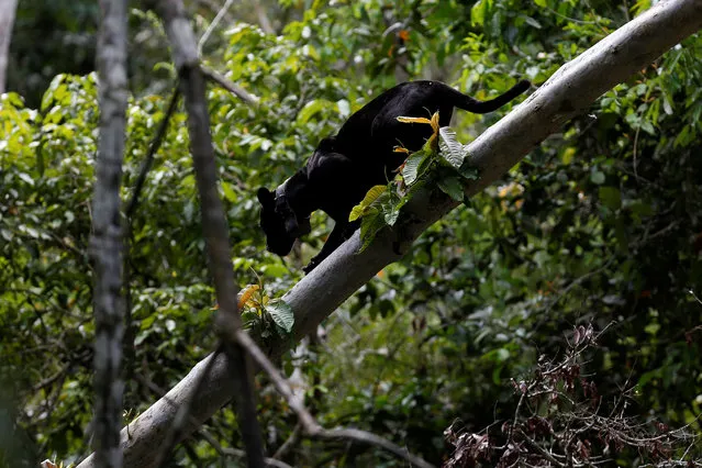 A black male jaguar climbs down a tree branch at the Mamiraua Sustainable Development Reserve in Uarini, Amazonas state, Brazil, June 1, 2017. (Photo by Bruno Kelly/Reuters)