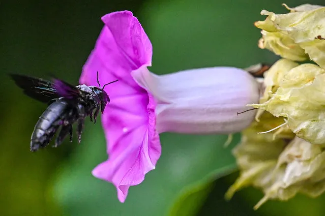 A bee feeds on nectar from a flower in Langkawi, Malaysia on September 16, 2021. (Photo by Mohd Rasfan/AFP Photo)
