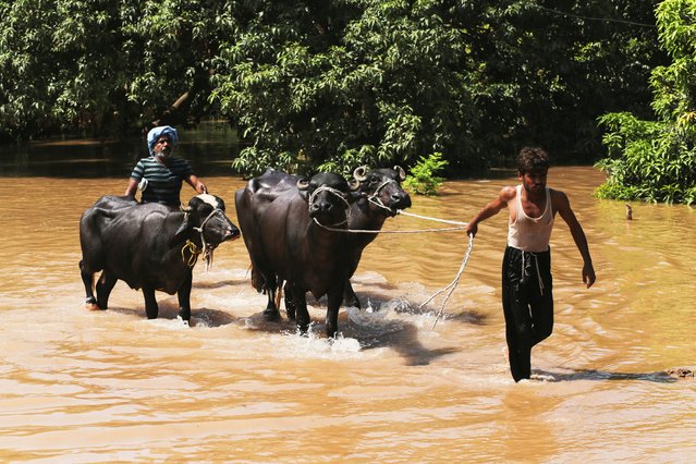 Residents guide their buffaloes along a flooded road following monsoon rains and rising water levels of the Chenab River, on the outskirts of Multan, Punjab province, Pakistan on September 4, 2025. (Photo by Quratulain Asim/Reuters)