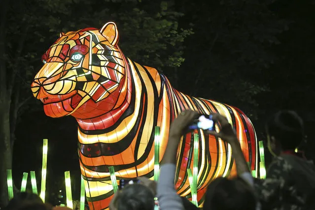 A giant Sumantran tiger light sculpture is paraded through Sydney, Saturday, October 15, 2016, as part of celebrations of Taronga Zoo's 100-year anniversary of their opening. (Photo by Rick Rycroft/AP Photo)