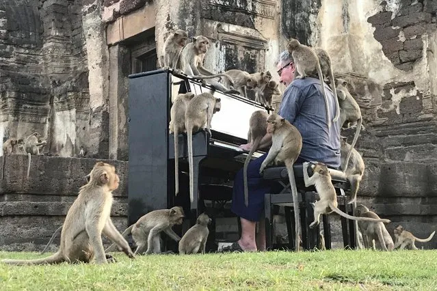 British musician Paul Barton plays the piano for monkeys that occupy abandoned historical areas in Lopburi, Thailand on November 21 2020. (Photo by Prapan Chankaew/Reuters)