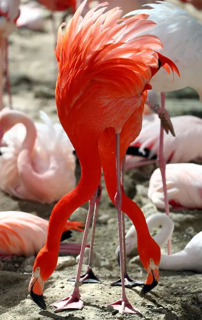 Flamingos interact in their enclosure during a sunny day at Munich's Hellabrunn Zoo, Germany April 13, 2018. (Photo by Michael Dalder/Reuters)