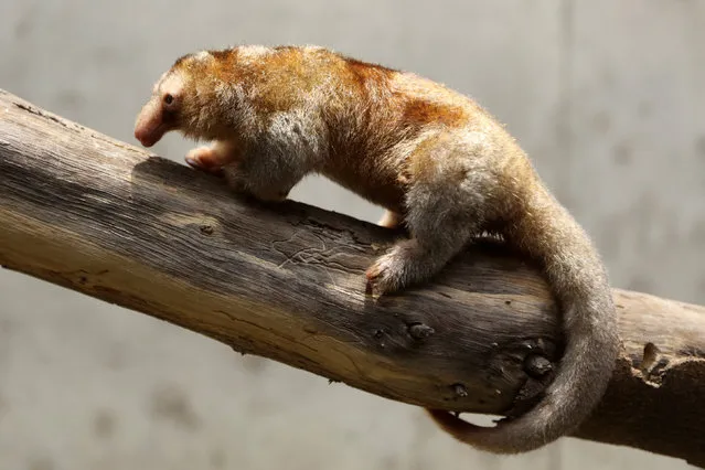 Freddy, a pygmy anteater is shown at the zoo park Huachipa during a press presentation in Lima October 20, 2016. (Photo by Guadalupe Pardo/Reuters)