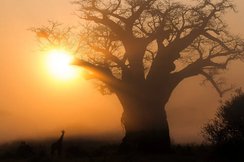 2015 Africa Geographic Photographer of the Year Award
