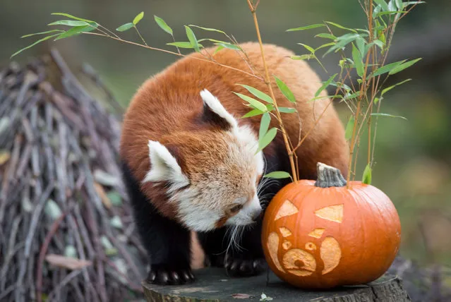 A red panda in a zoo in Lodz, Poland, 29 October 2016. On the occasion of the upcoming Halloween animals from the Lodz zoo were given a surprise treat – hollowed pumpkins. (Photo by Grzegorz Michalowski/EPA)