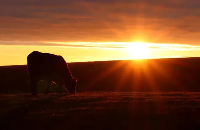 A cow grazes in a field as the sun sets at Ditchling Beacon on the South Downs in Ditchling, Britain, January 10, 2021. (Photo by Adam Oliver/Reuters)