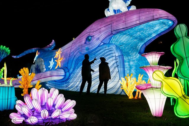 Giant lanterns are installed on Tuesday, November 11, 2025 at Edinburgh Zoo for the return of Royal Zoological Society of Scotland's (RZSS) trail featuring over 600 aquatic themed gigantic lanterns created by a team of 20 lantern specialists from Zigong Lanterns in China, which will run from November 14. Visitors to the trail will be able to walk through an enormous whale and explore a luminous under water wonderland. (Photo by Jane Barlow/PA Images via Getty Images)