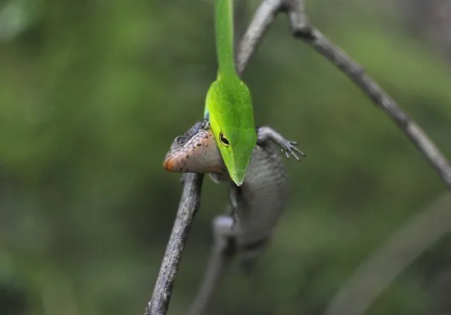 A green vine snake feeds on an Indian Forest Skink inside the Silent Valley national park in Kerala, India, November 28, 2015. Picture taken November 28, 2015. (Photo by Abhishek N. Chinnappa/Reuters)