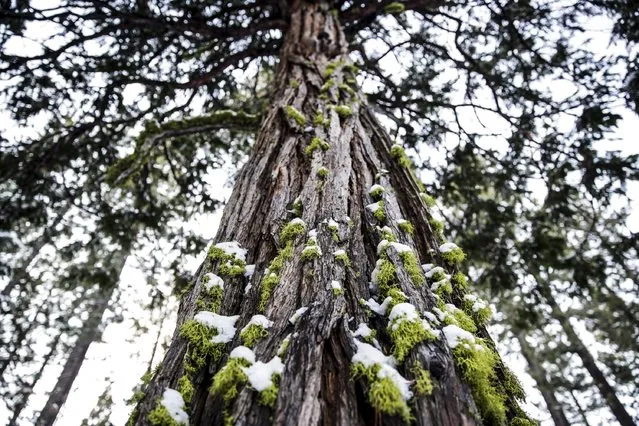 Snow covers moss on a tree near Meeks Bay, California, December 4, 2015. (Photo by Max Whittaker/Reuters)