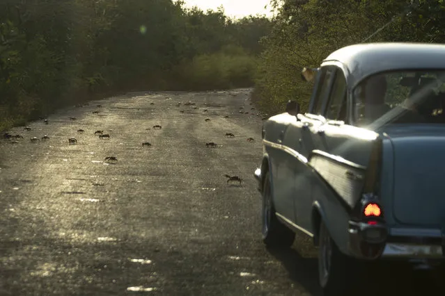 A couple drives a vintage American car down a road full of fleeing crabs in Giron, Cuba, Saturday, April 9, 2022. Millions of crabs emerge at the beginning of the spring rains and start a journey to the waters of the Bay of Pigs in a yearly spawning migration. (Photo by Ramon EspinosaAP Photo)
