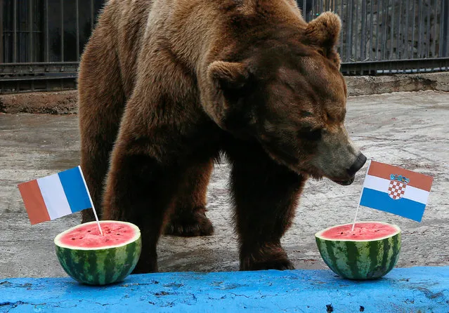 Buyan, a male Siberian brown bear, attempts to predict the result of the soccer World Cup final match between France and Croatia during an event at the Royev Ruchey Zoo in Krasnoyarsk, Russia July 14, 2018. (Photo by Ilya Naymushin/Reuters)