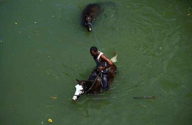In this July 25, 2018 photo, a man rinses his horses off in the Bano River after washing them in Guantanamo, Cuba, near the U.S. Guantanamo Bay naval base. Locals use the river for swimming, cooling off their work horses and washing cars. (Photo by Ramon Espinosa/AP Photo)