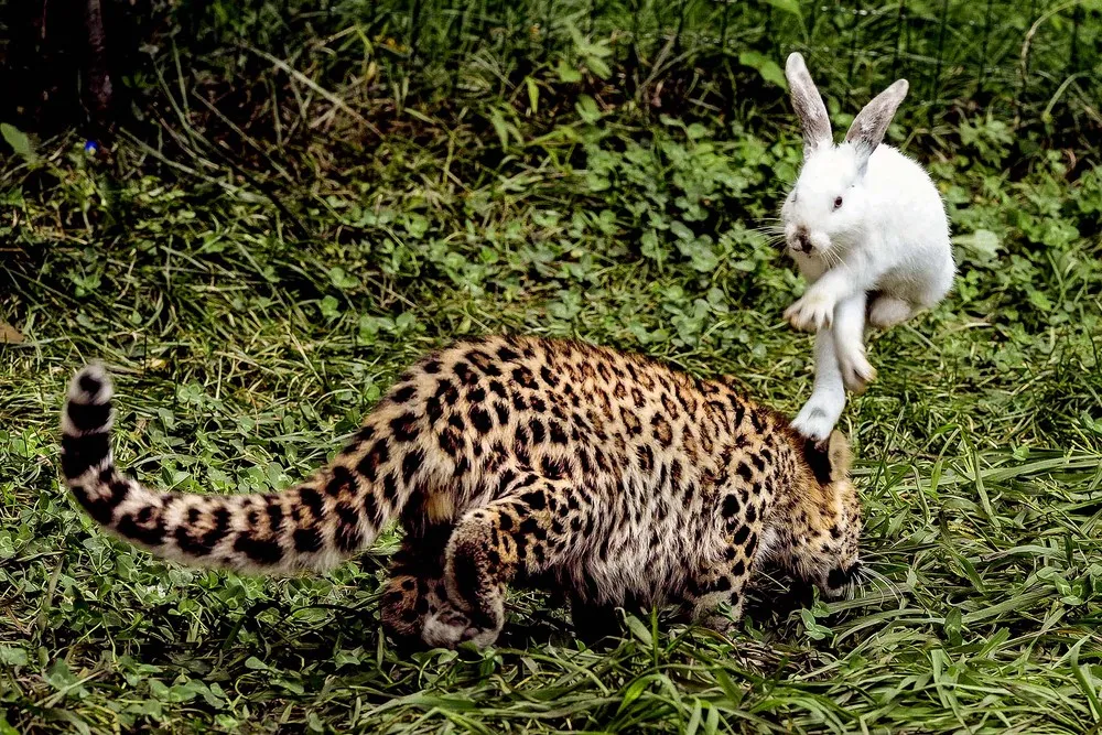 The Week in Pictures: Animals, September 7 – September 14, 2013