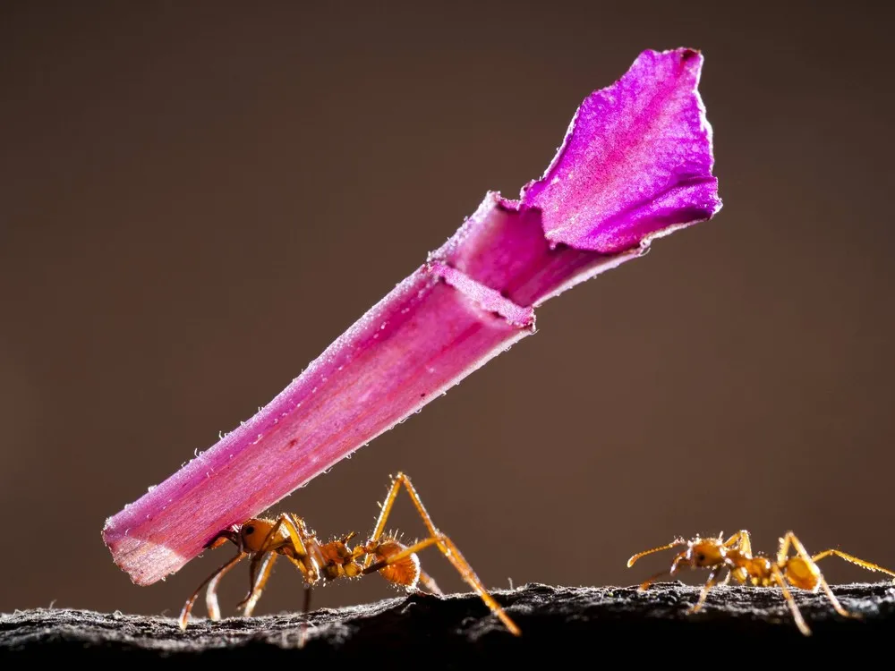 London Zoo Photography Compatition 2013