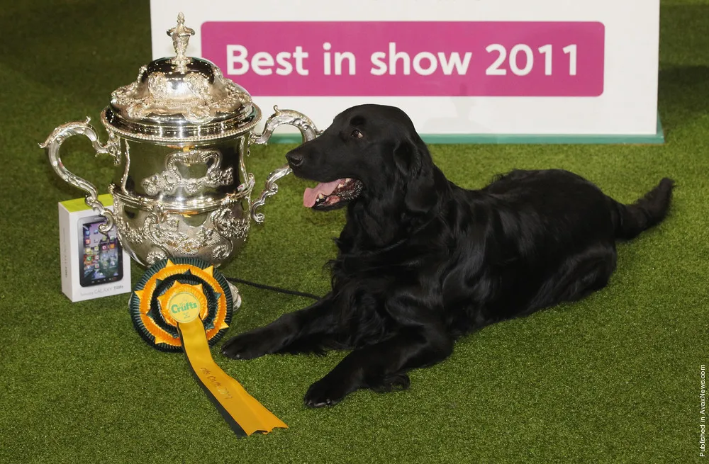 Best In Show Announced At Crufts
