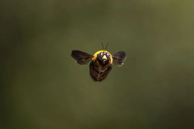 A male carpenter bee flies at a park of Tokyo on April 27, 2023. (Photo by Philip Fong/AFP Photo)