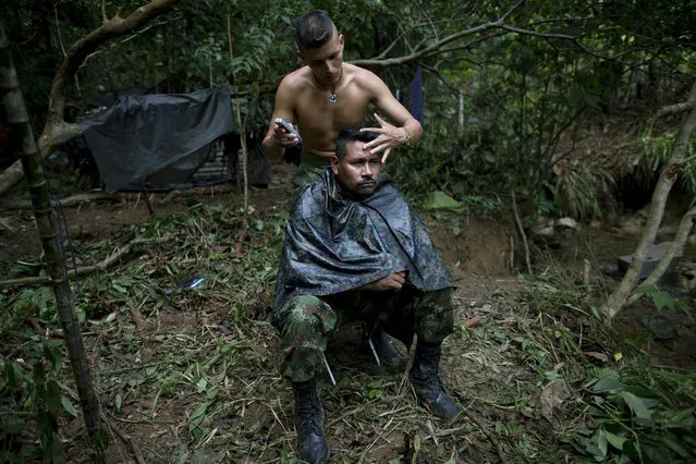 In this January 5, 2016 photo, Alexis, a 24-year-old rebel fighter, trims the hair of Juan Pablo, a commander of the 36th Front of the Revolutionary Armed Forces of Colombia, or FARC, at their camp, hidden in the northwest Andes of Colombia, in Antioquia state. Now, after 25 years plotting ambushes and assembling land mines, peace is within reach and for the first time Juan Pablo is thinking about his own future outside this jungle hideout. (Photo by Rodrigo Abd/AP Photo)
