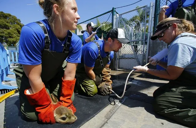 Animal Care Specialist Nicole Simon (L) holds a rescued malnourished sea lions as a team tube feeds 60 recently rescued pups at Sea World in San Diego, California March 17, 2015. (Photo by Mike Blake/Reuters)
