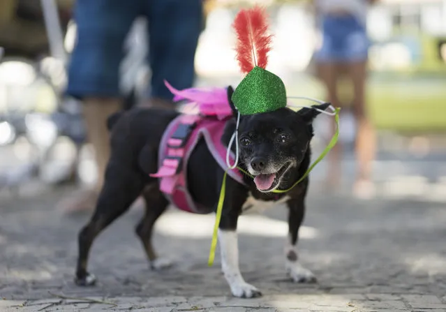 A dog in costume attends the carnival pet parade in Rio de Janeiro, Brazil, Sunday, January 31, 2016. (Photo by Leo Correa/AP Photo)