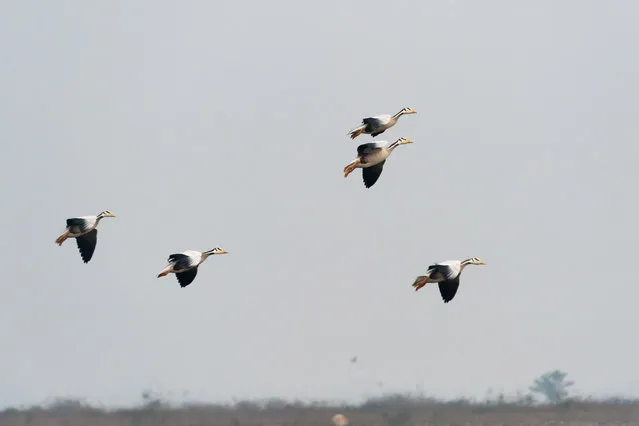 Bar-headed Geese, which migrate in winter from Central Asia and Tibet, fly at Nagrota Suriyan, about 65 kilometers (40 miles) south of Dharmsala, India, Thursday, November 29, 2018. The Pong Wetlands host and support hundreds of migratory bird species in the winter months. (Photo by Ashwini Bhatia/AP Photo)