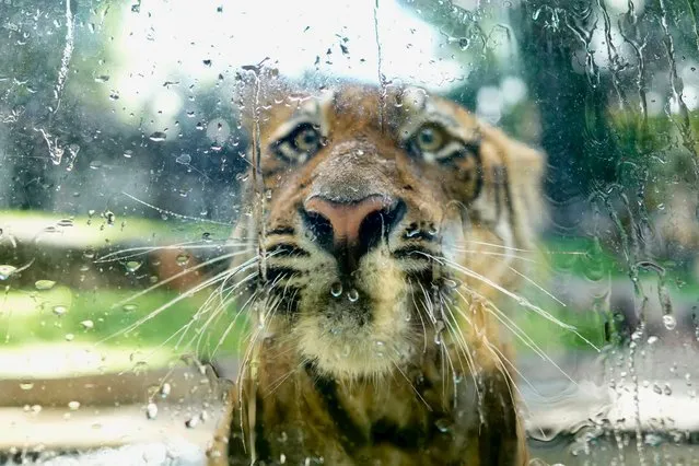 A Bengal Tiger looks through glass as water is sprayed to keep it cool at the national zoological garden in Colombo, Sri Lanka, Tuesday, June. 27, 2023. (Photo by Eranga Jayawardena/AP Photo)