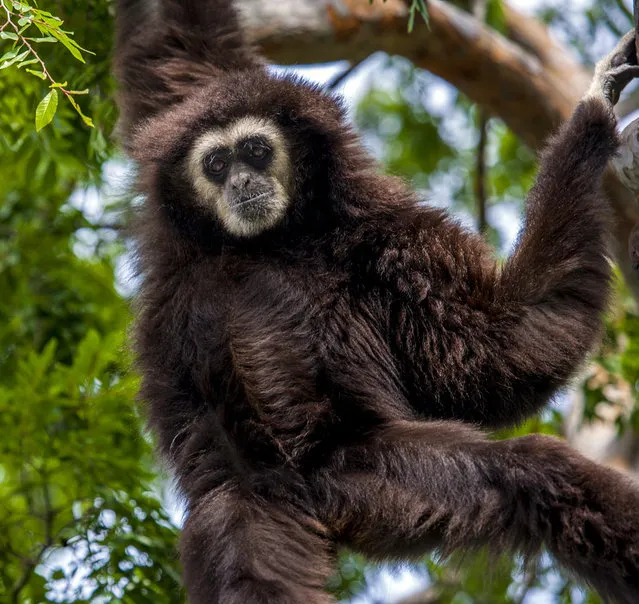 In this undated photo provided by the Oakland Zoo, Nikko, a 35-year-old white-handed gibbon, is seen at the Oakland Zoo in Oakland, Calif. The elderly gibbon recently transferred to the Santa Barbara Zoo from Northern California has died unexpectedly, Sunday, December 16, 2018, possibly from cancer, authorities announced Tuesday, Dec. 18. (Photo by Andrew Lincoln/The Oakland Zoo via AP Photo)