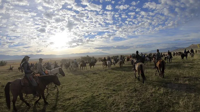 In this October 27, 2018, file photo, riders on horseback start their annual bison roundup, on Antelope Island, Utah. This year, about 700 bison were pushed into corrals during the 32nd year of a roundup that conjures memories of a bygone era of the American West. The animals are rounded up each fall so they can receive health checkups and vaccinations and be affixed with a small external computer chip that stores health information. They are then released back on the island or sold at a public auction to keep the herd at a manageable level of about 500. (Photo by Rick Bowmer/AP Photo)