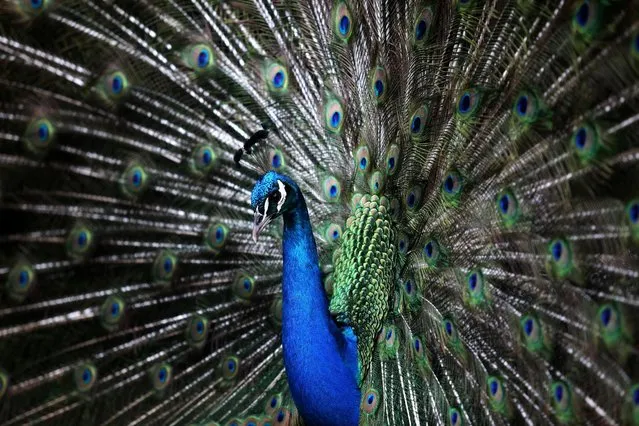 A peacock displays its tail feathers at the Tropical Botanic Garden in Lisbon, Wednesday, April 8, 2015. Male peacocks display and shake its tail feather to attract attention to female peahens during courtship. (Photo by Francisco Seco/AP Photo)