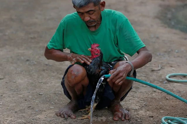 A villager feeds water to a cock after training it for a fight at his house in a village in Nakhon Sawan province, Thailand January 10, 2017. (Photo by Chaiwat Subprasom/Reuters)