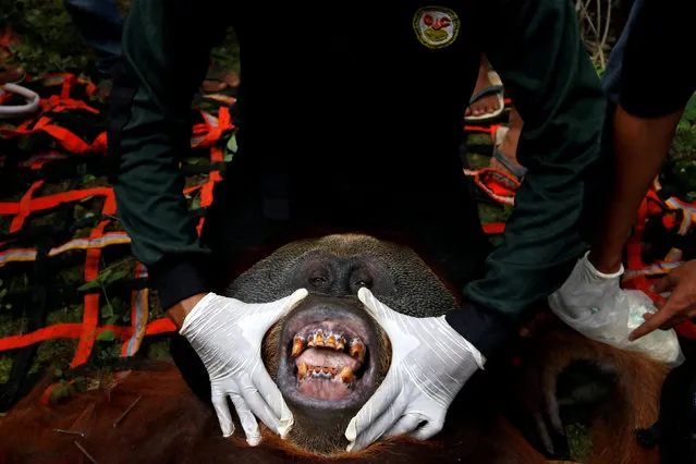 A veterinarian examines a Sumatran Orangutan rescued from a plantation in South Aceh, Indonesia, January 14, 2019 in this photo taken by Antara Foto. (Photo by Hasan/Antara Foto via Reuters)