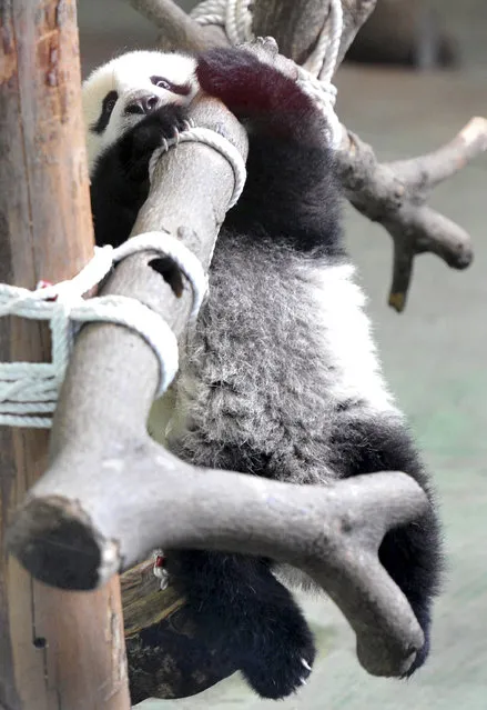 Yuan Zai, the first Taiwan-born baby panda, hangs from a wood log inside an enclosure at the Taipei City Zoo in Taipei January 6, 2014. (Photo by Patrick Lin/Reuters)