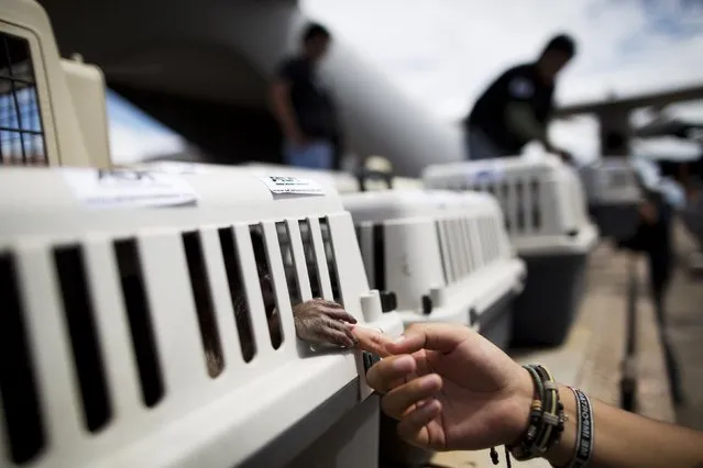 In this April 18, 2015 photo, a monkey holds onto the finger of an Animal Defenders International worker, as pet carriers housing rescued animals are unloaded from a military aircraft at the airport in Iquitos, Peru. (Photo by Rodrigo Abd/AP Photo)