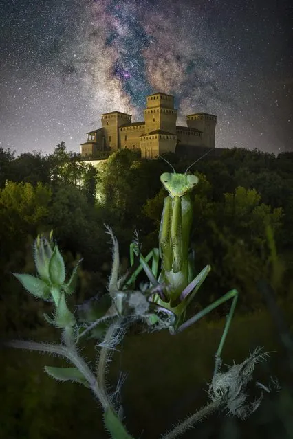 A praying mantis stares into the lens as it is framed by the stars and Torrechiara Castle in Parma, Italy early September 2023. (Photo by Alberto Ghizzi Panizza/Animal News Agency)